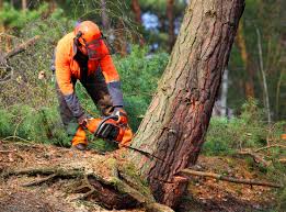 Professional Tree Removal Services in Keasbey, NJ