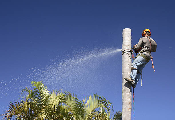 How Our Tree Care Process Works  in  Keasbey, NJ