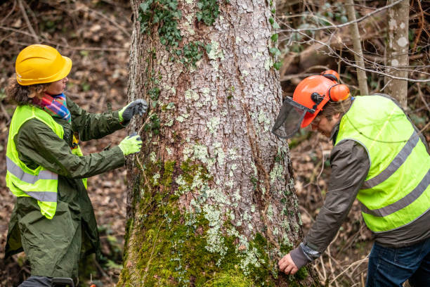  Keasbey, NJ Tree Removal Services Pros