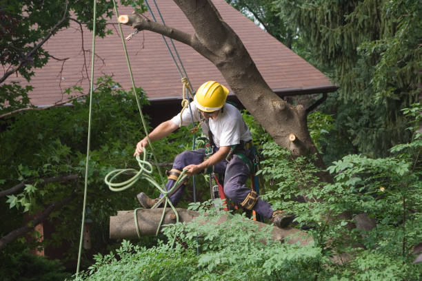 Lawn Renovation and Restoration